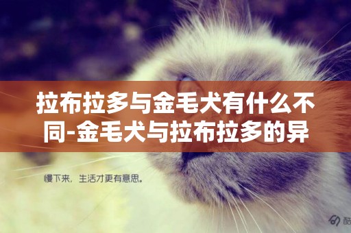 拉布拉多與金毛犬有什么不同-金毛犬與拉布拉多的異同點分析