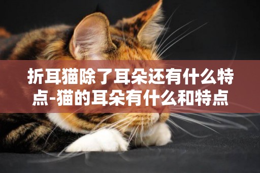 折耳貓除了耳朵還有什么特點-貓的耳朵有什么和特點是什么意思