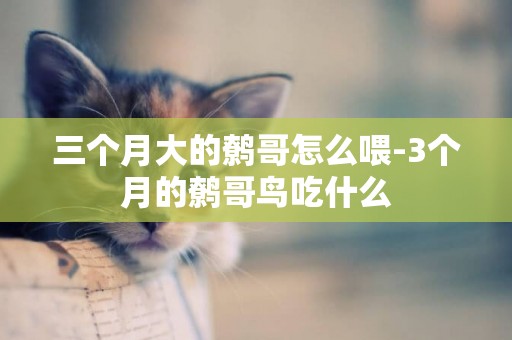 三個月大的鷯哥怎么喂-3個月的鷯哥鳥吃什么