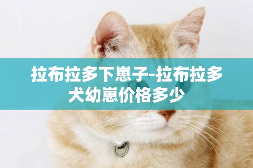 拉布拉多下崽子-拉布拉多犬幼崽價格多少