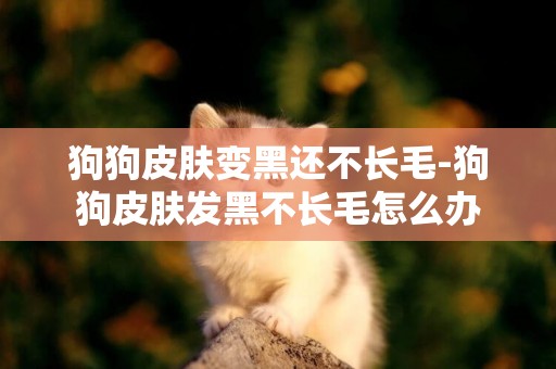 狗狗皮膚變黑還不長毛-狗狗皮膚發黑不長毛怎么辦