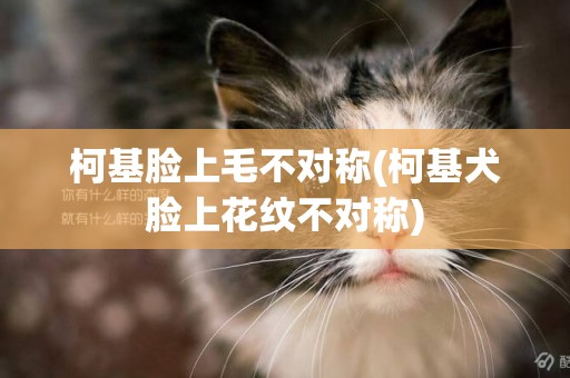柯基臉上毛不對稱(柯基犬臉上花紋不對稱)