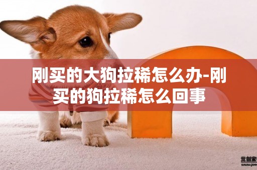 剛買的大狗拉稀怎么辦-剛買的狗拉稀怎么回事