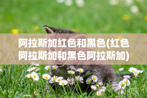阿拉斯加紅色和黑色(紅色阿拉斯加和黑色阿拉斯加)
