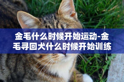 金毛什么時候開始運動-金毛尋回犬什么時候開始訓練