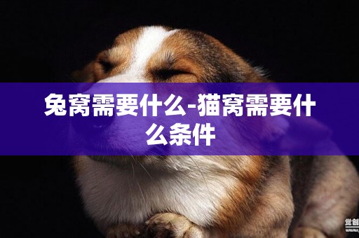 兔窩需要什么-貓窩需要什么條件