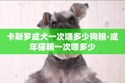 卡斯羅成犬一次喂多少狗糧-成年貓糧一次喂多少