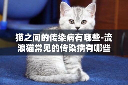 貓之間的傳染病有哪些-流浪貓常見的傳染病有哪些