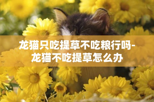 龍貓只吃提草不吃糧行嗎-龍貓不吃提草怎么辦