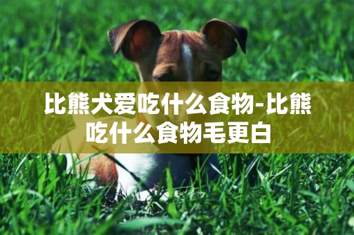 比熊犬愛吃什么食物-比熊吃什么食物毛更白