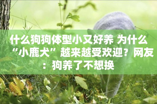 什么狗狗體型小又好養 為什么“小鹿犬”越來越受歡迎？網友：狗養了不想換 