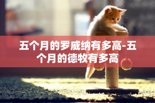 五個月的羅威納有多高-五個月的德牧有多高
