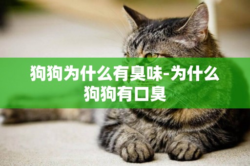 狗狗為什么有臭味-為什么狗狗有口臭