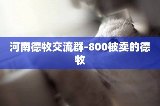河南德牧交流群-800被賣的德牧