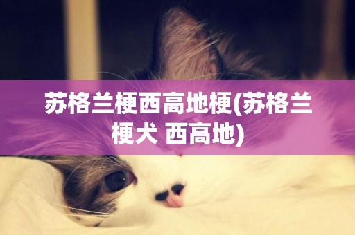 蘇格蘭梗西高地梗(蘇格蘭梗犬 西高地)