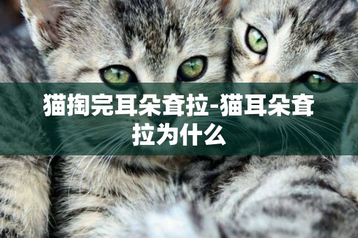 貓掏完耳朵耷拉-貓耳朵耷拉為什么