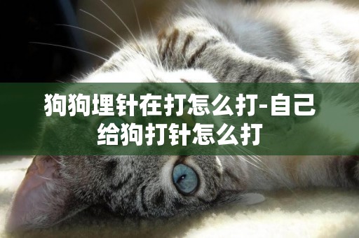 狗狗埋針在打怎么打-自己給狗打針怎么打