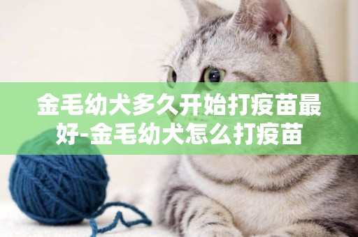 金毛幼犬多久開始打疫苗最好-金毛幼犬怎么打疫苗