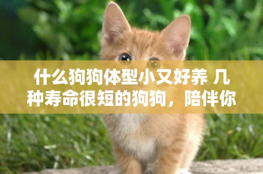 什么狗狗體型小又好養 幾種壽命很短的狗狗，陪伴你的可能不超過15年，請多加珍惜 