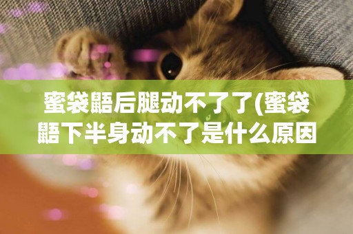 蜜袋鼯后腿動不了了(蜜袋鼯下半身動不了是什么原因)