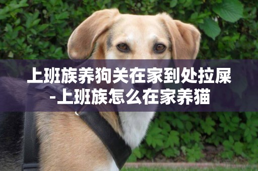 上班族養狗關在家到處拉屎-上班族怎么在家養貓