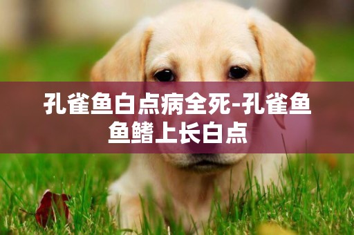 孔雀魚白點病全死-孔雀魚魚鰭上長白點