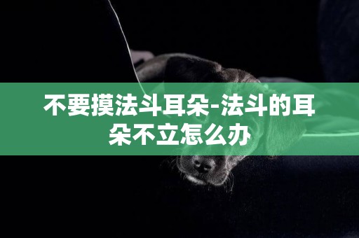 不要摸法斗耳朵-法斗的耳朵不立怎么辦