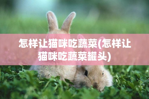 怎樣讓貓咪吃蔬菜(怎樣讓貓咪吃蔬菜罐頭)
