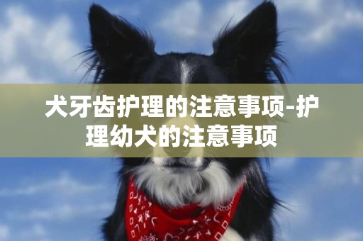 犬牙齒護理的注意事項-護理幼犬的注意事項