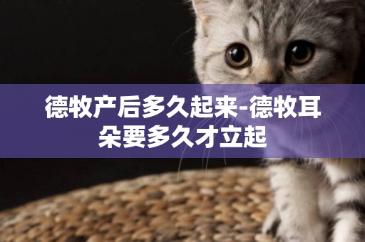 德牧產后多久起來-德牧耳朵要多久才立起