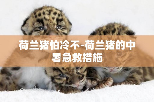 荷蘭豬怕冷不-荷蘭豬的中暑急救措施