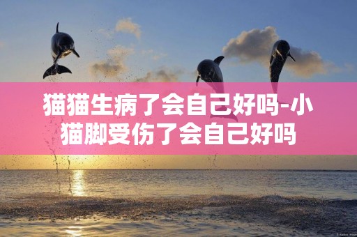 貓貓生病了會自己好嗎-小貓腳受傷了會自己好嗎