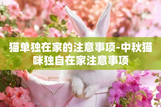 貓單獨在家的注意事項-中秋貓咪獨自在家注意事項
