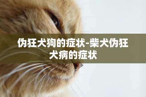 偽狂犬狗的癥狀-柴犬偽狂犬病的癥狀