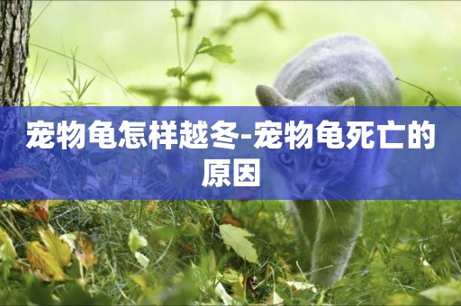 寵物龜怎樣越冬-寵物龜死亡的原因