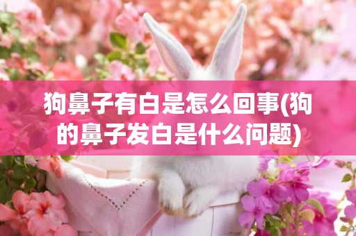 狗鼻子有白是怎么回事(狗的鼻子發白是什么問題)