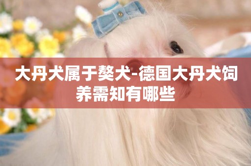 大丹犬屬于獒犬-德國大丹犬飼養需知有哪些