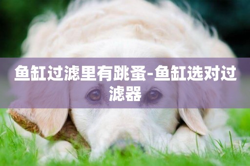 魚缸過濾里有跳蚤-魚缸選對過濾器