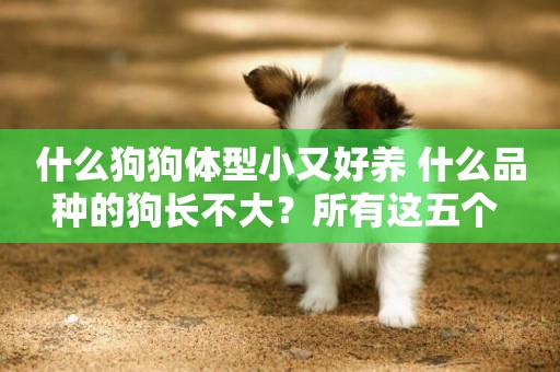 什么狗狗體型小又好養 什么品種的狗長不大？所有這五個 