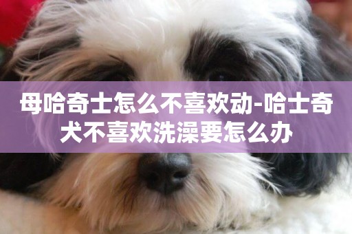 母哈奇士怎么不喜歡動-哈士奇犬不喜歡洗澡要怎么辦