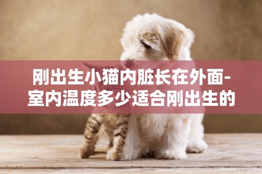 剛出生小貓內臟長在外面-室內溫度多少適合剛出生的小貓生活
