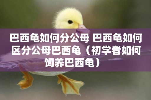 巴西龜如何分公母 巴西龜如何區分公母巴西龜（初學者如何飼養巴西龜） 