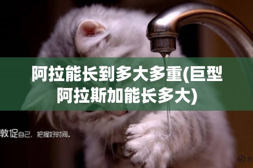 阿拉能長到多大多重(巨型阿拉斯加能長多大)