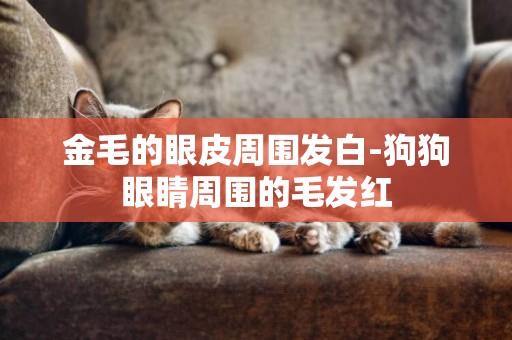 金毛的眼皮周圍發白-狗狗眼睛周圍的毛發紅
