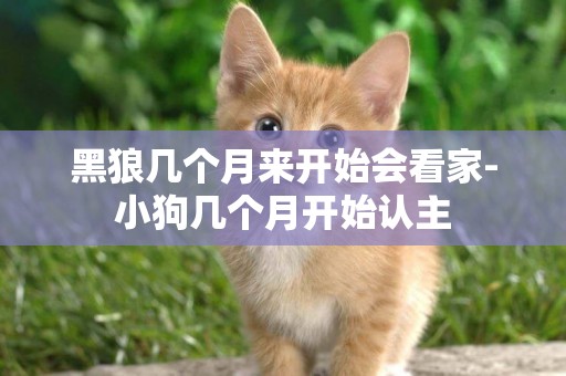 黑狼幾個月來開始會看家-小狗幾個月開始認主