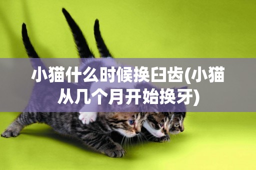 小貓什么時候換臼齒(小貓從幾個月開始換牙)