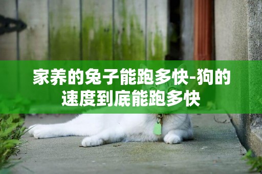 家養的兔子能跑多快-狗的速度到底能跑多快