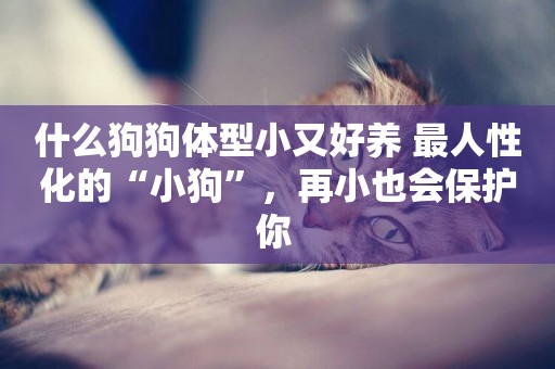 什么狗狗體型小又好養 最人性化的“小狗”，再小也會保護你 