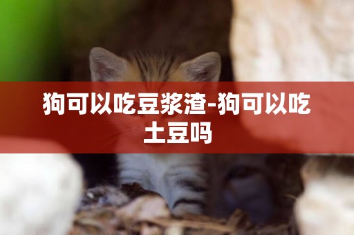 狗可以吃豆漿渣-狗可以吃土豆嗎