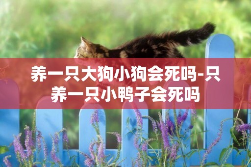 養一只大狗小狗會死嗎-只養一只小鴨子會死嗎